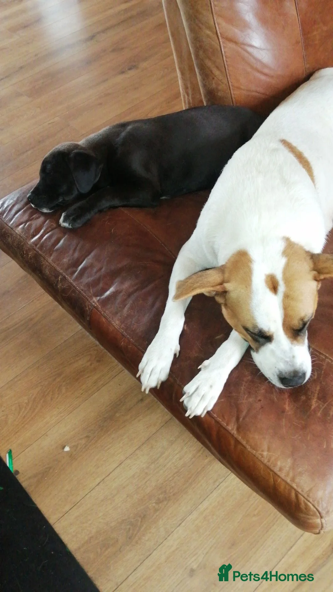 Mixed Breed dogs for sale: Trunks - Advert 6