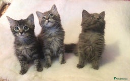 Maine Coon cats for sale: Ragdoll x Maine coon kittens  - Image 2