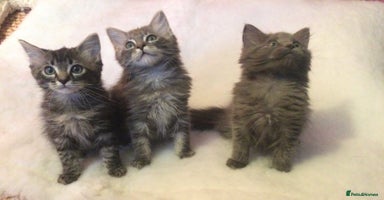 Maine Coon cats - Advert 3