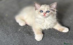Ragdoll cats for sale: Attention please🥳TICA & Rare - Image 38