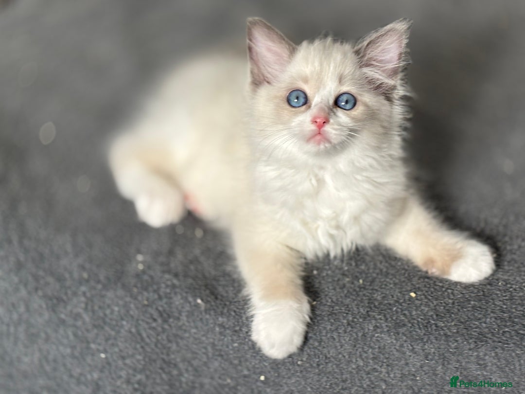 Ragdoll cats for sale: Attention please🥳TICA & Rare - Image 38