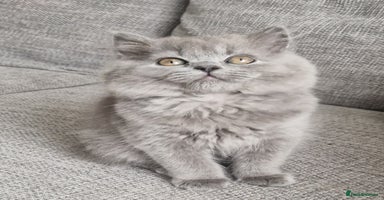 British Shorthair cats - Advert 2
