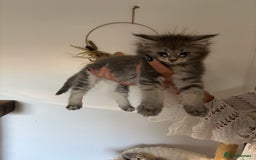 Maine Coon cats for sale: TICA registered Maine coon kittens, shaded lines - Image 5