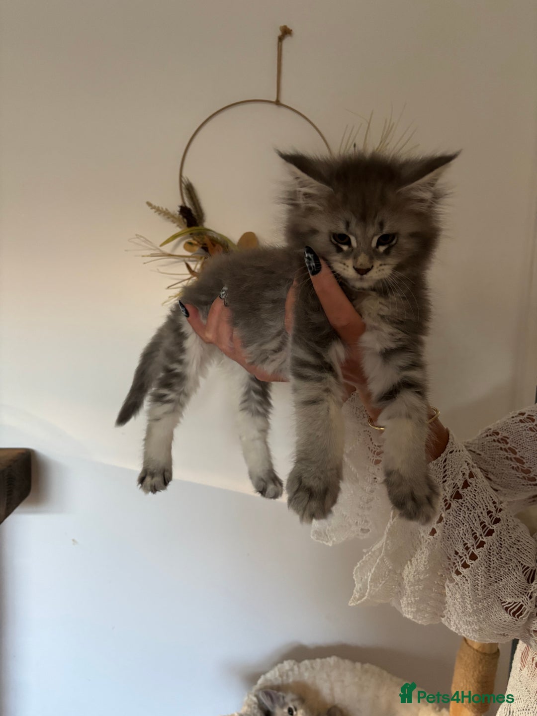 Maine Coon cats for sale: TICA registered Maine coon kittens, shaded lines - Image 5