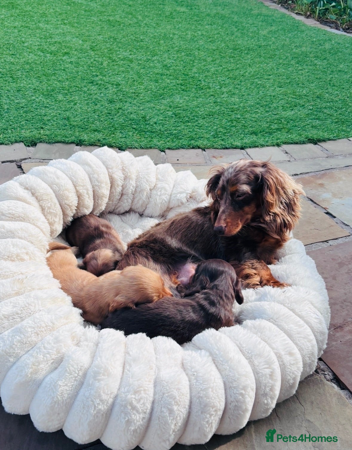 Miniature Dachshund dogs True mini dachshund puppies  - Advert 1