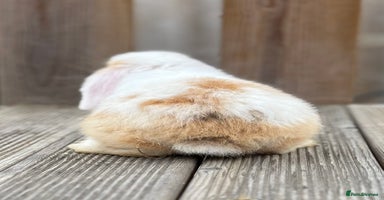 Mini Lop rabbits - Advert 10
