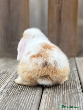 Mini Lop rabbits - Advert 2