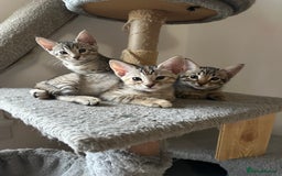 Mixed Breed cats for sale: Crossed BENGALS  - Image 2