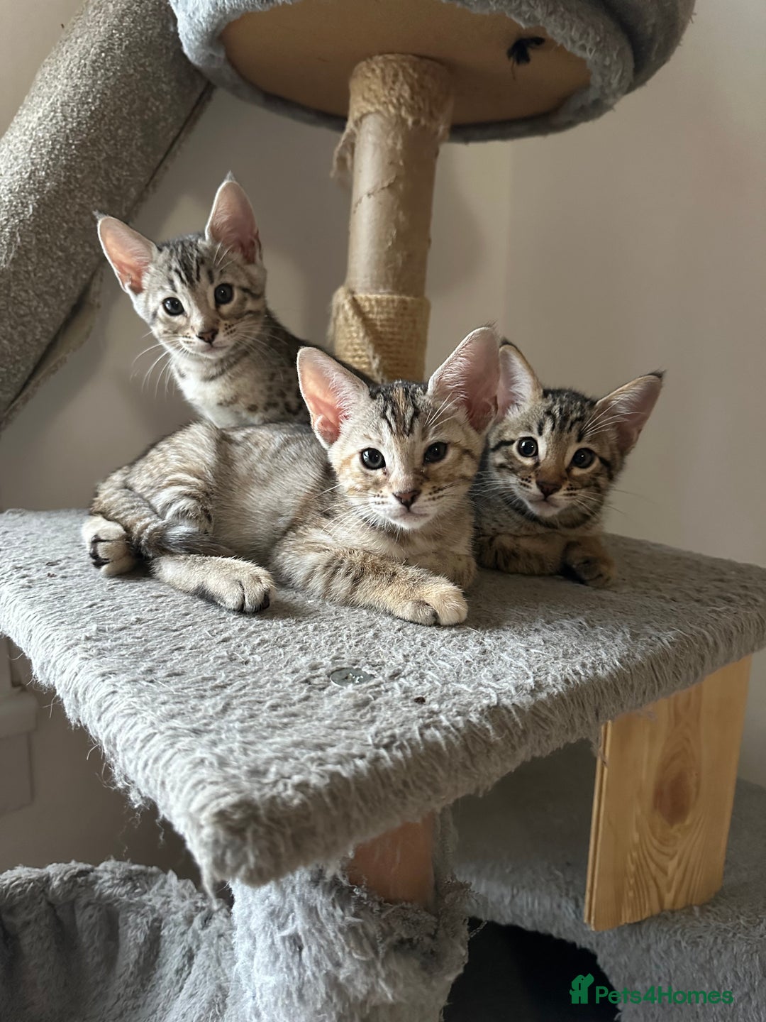 Mixed Breed cats for sale: Crossed BENGALS  - Image 2