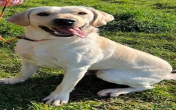 Labrador Retriever dogs for sale: Stunning, White/Yellow KC Registered Labrador Pups - Image 5