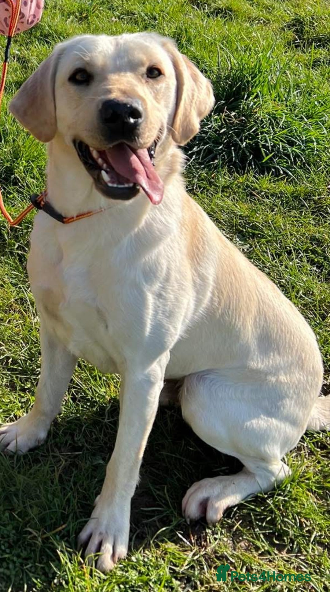 Labrador Retriever dogs for sale: Stunning, White/Yellow KC Registered Labrador Pups - Image 5