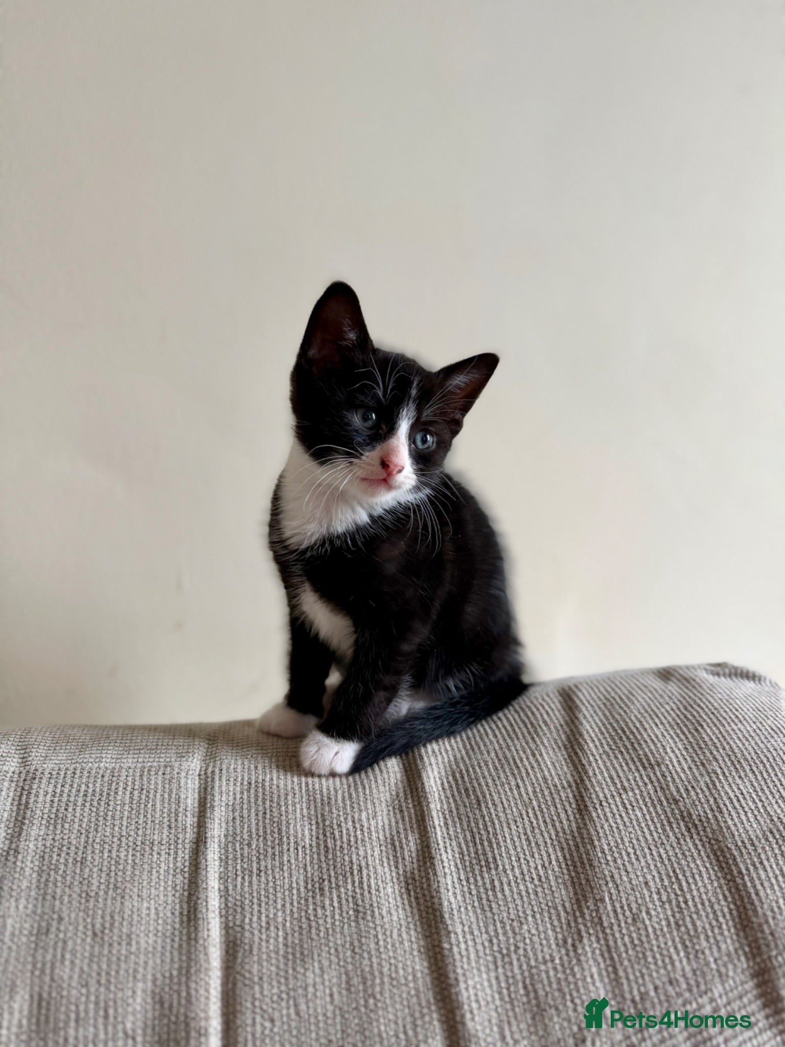 Mixed Breed cats Mixed kittens for sale - Advert 6
