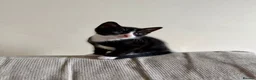 Mixed Breed cats for sale: Mixed kittens for sale in Alford - Advert 1