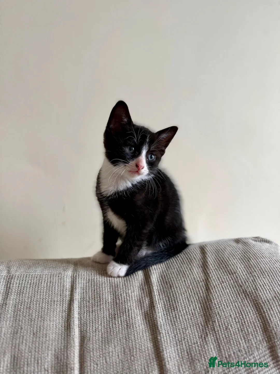 Mixed Breed cats for sale: Mixed kittens for sale in Alford - Advert 1