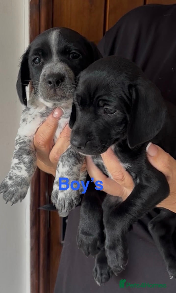 Mixed Breed dogs Cocker Jack Puppies - Advert 2