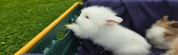 Lionhead rabbits for sale: Gorgeous purebred lionhead rabbits - Advert 4