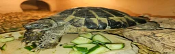 Hermann Tortoise reptiles for sale: 18 year old Herman tortoise  - Advert 1