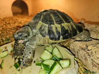 Hermann Tortoise reptiles 18 year old Herman tortoise - Advert 1