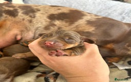 Dachshund dogs for sale: BEAUTIFUL Miniature Dachshund's  - Image 5