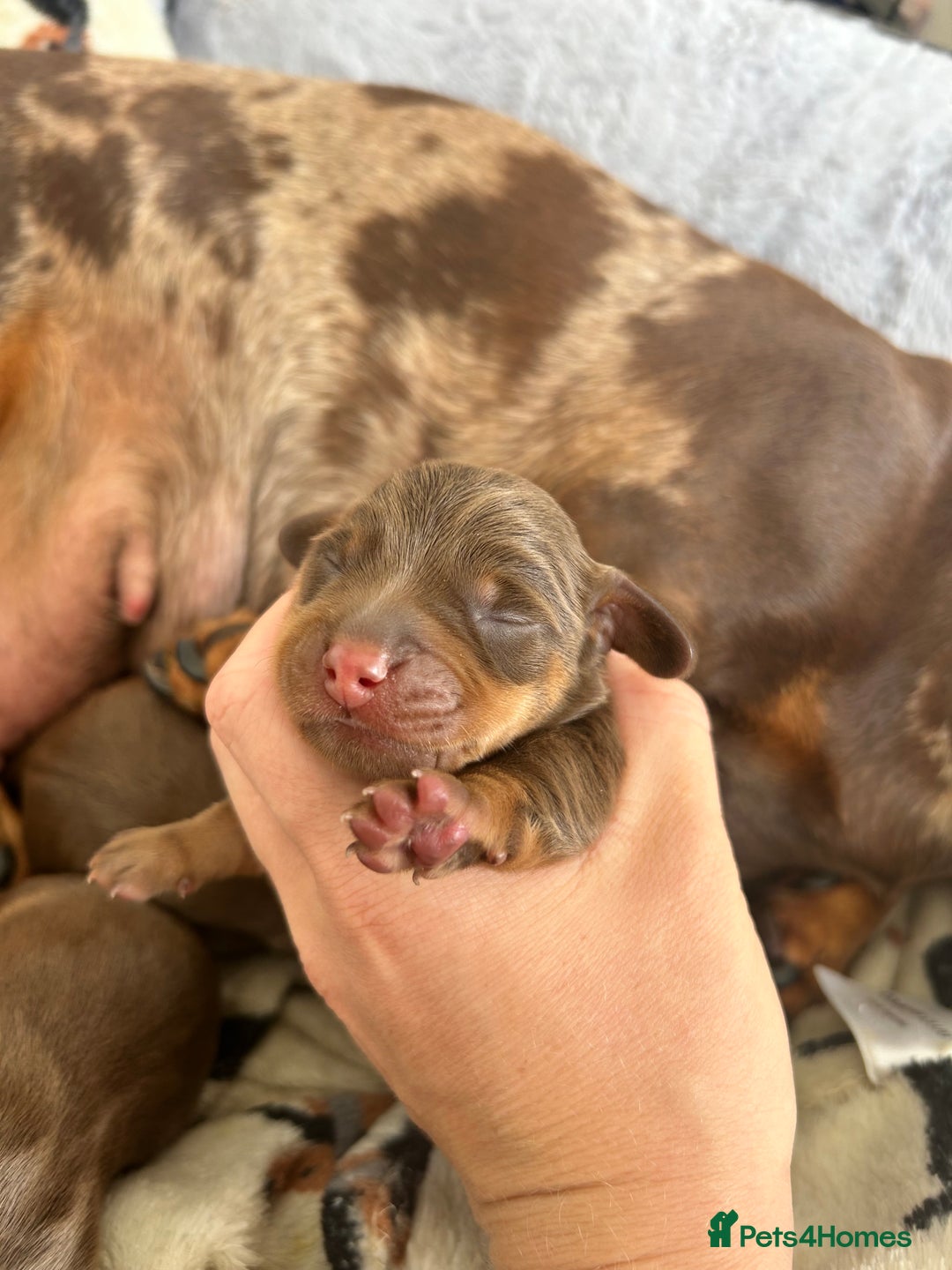 Dachshund dogs for sale: BEAUTIFUL Miniature Dachshund's  - Image 5