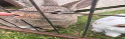 Mini Lop rabbits for sale: Mini lop for sale - Advert 3
