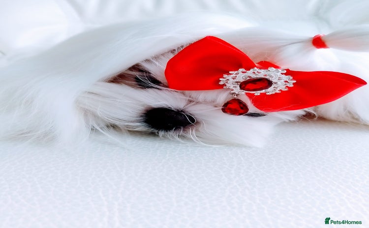 Maltese dogs - Advert 15