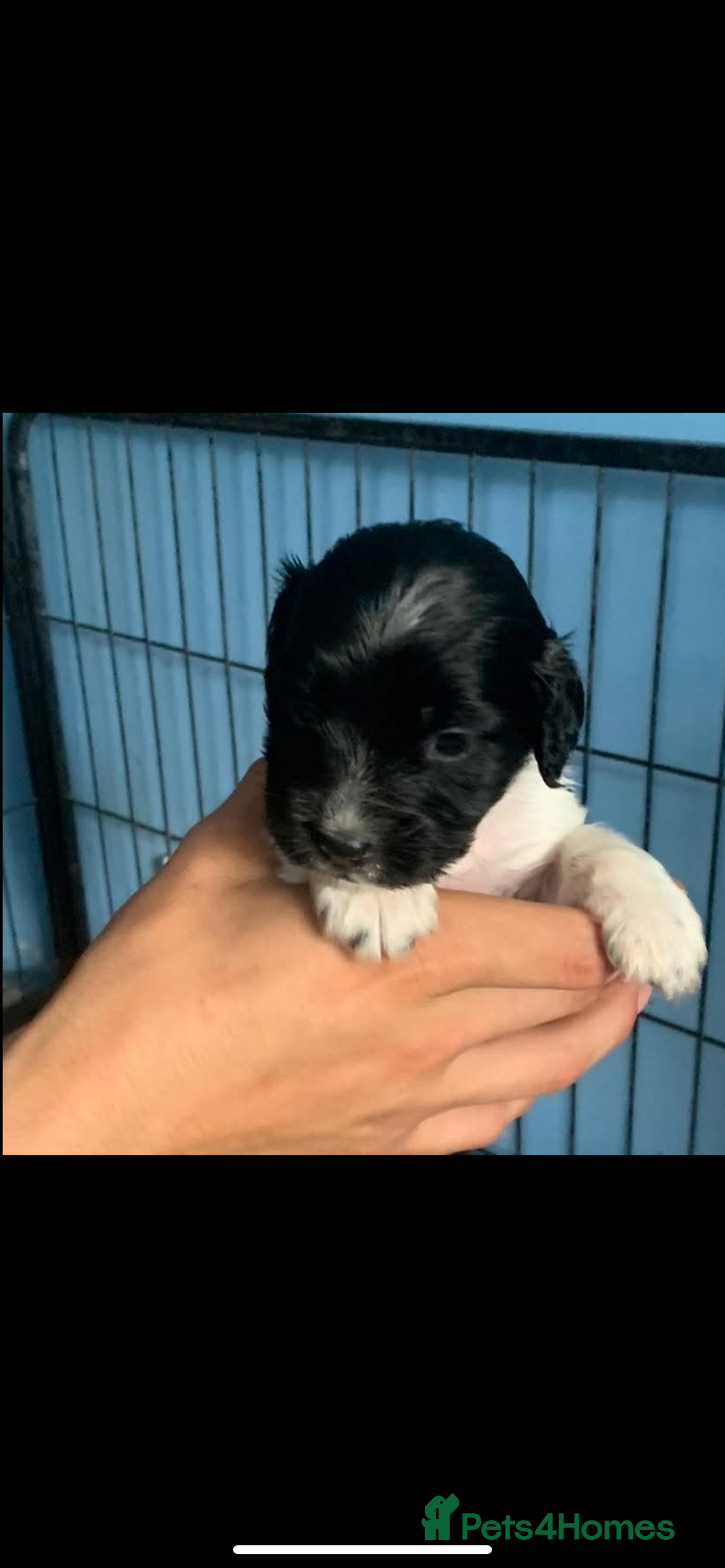 Cocker Spaniel dogs for sale: Beautiful cocker spaniels  - Image 11
