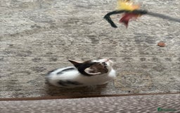 Mixed Breed cats for sale: Beautiful mixed breed kittens - Image 29
