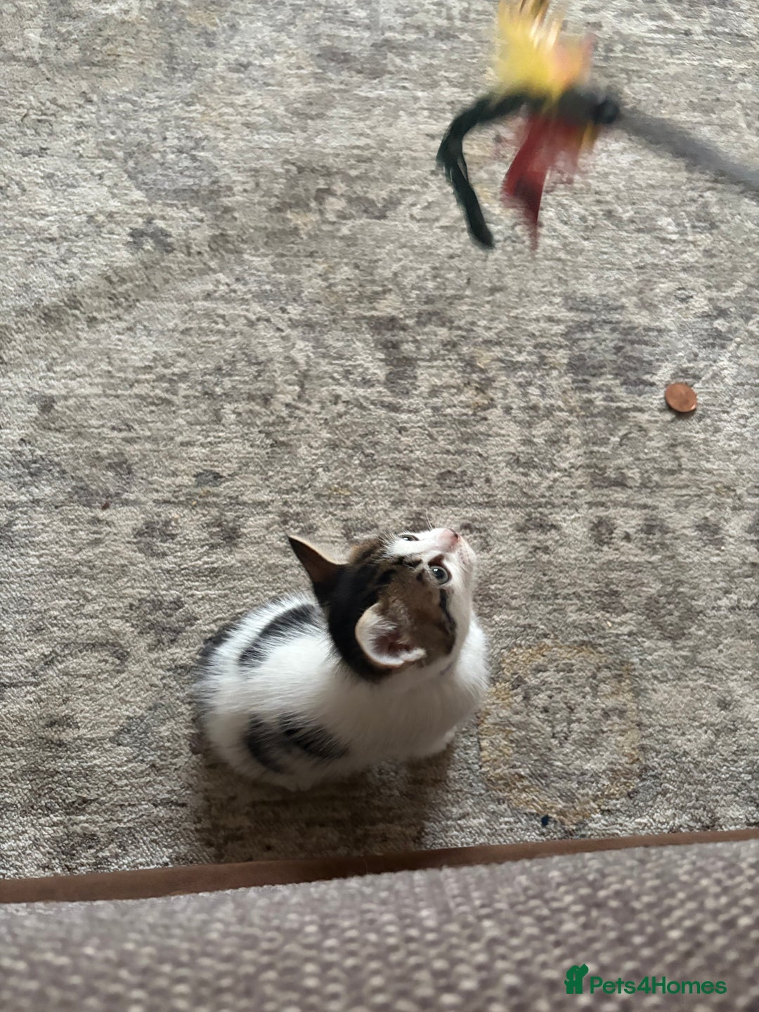 Mixed Breed cats for sale: Beautiful mixed breed kittens - Image 29