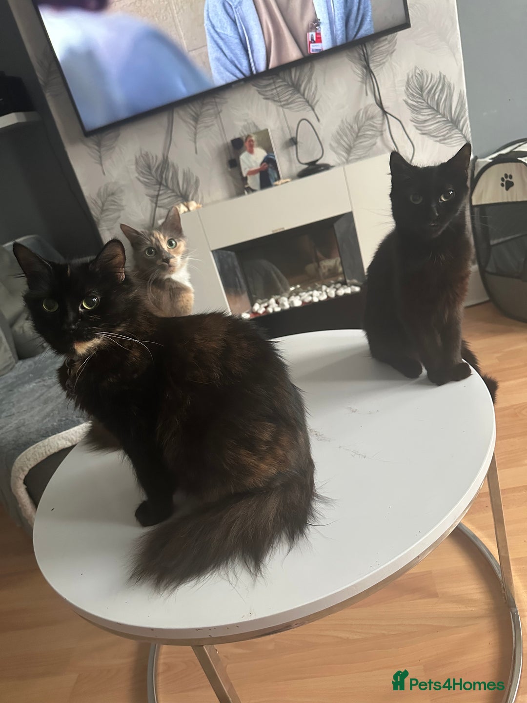 Mixed Breed cats for sale: 3  furbabies  looking for a forever home  - Image 8