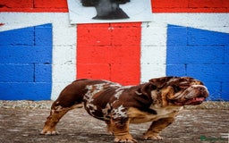 Dorset Olde Tyme Bulldogge dogs for stud: Limited Availability  Proven Bulldog Stud Services - Image 1