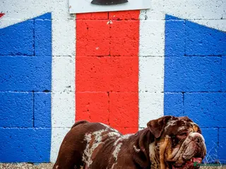 Dorset Olde Tyme Bulldogge dogs Limited Availability Proven Bulldog Stud Services - Advert 5