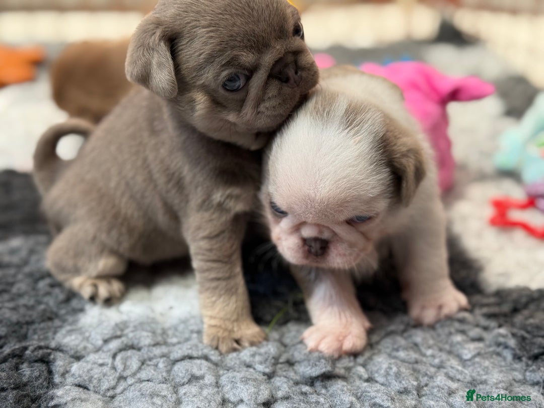 Pug dogs for sale: Stunning litter lilac tans and lilac tan pandas - Image 4