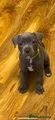 Staffordshire Bull Terrier 2
