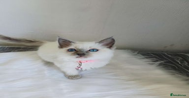 Ragdoll cats - Advert 3