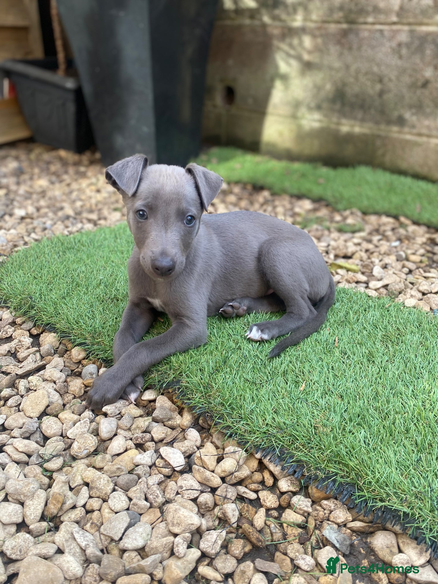Whippet dogs KC Reg Whippet  - Advert 1