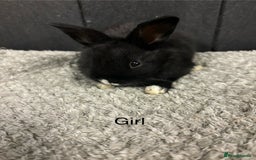 Mini Lop rabbits for sale: Stunning mini lop babies  - Image 9