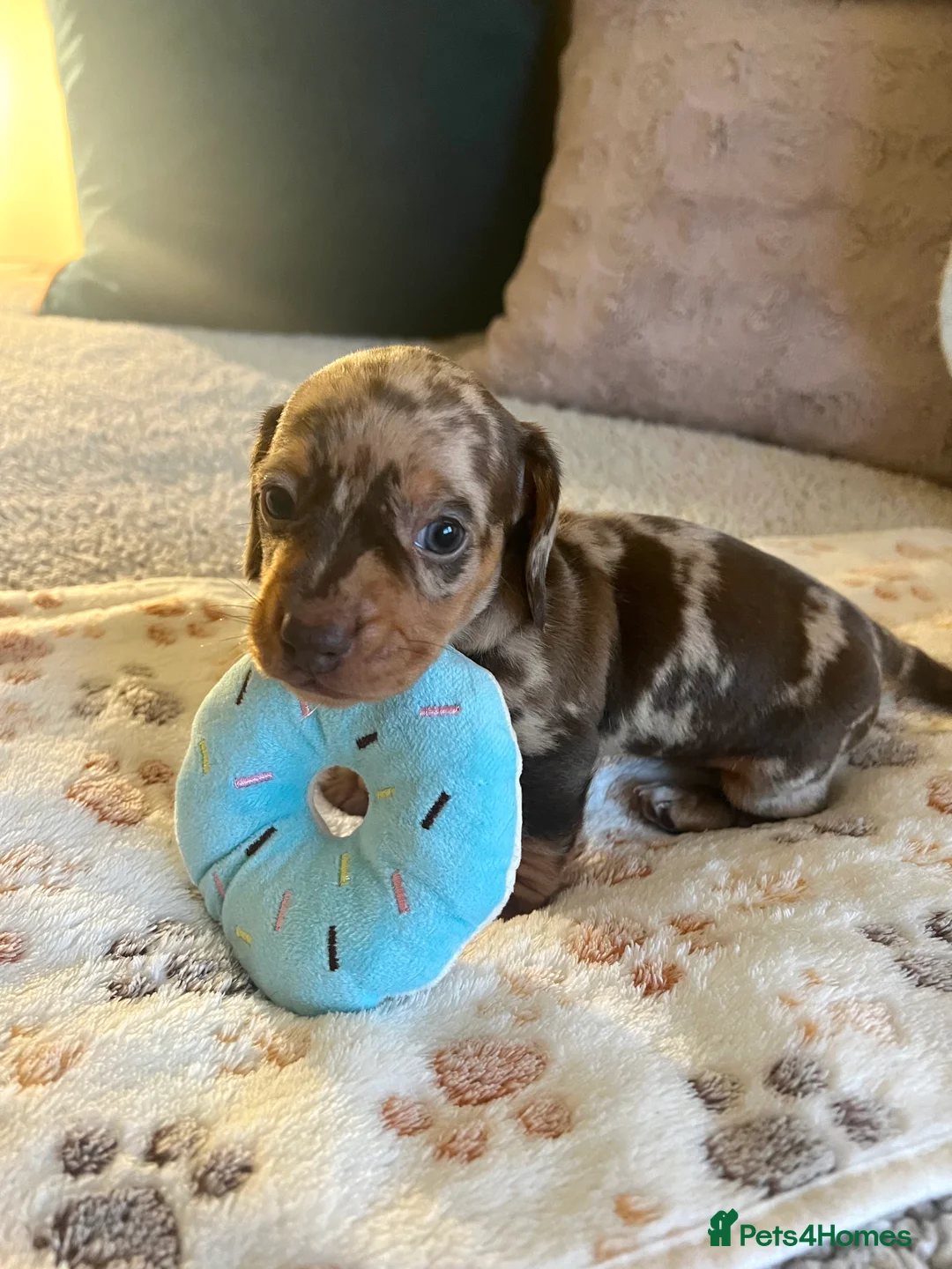 Miniature Dachshund dogs for sale: Stunning Miniature Dachshund Puppies! - Advert 10
