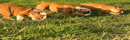 English Bulldog dogs for sale: 3 girls ready NOW *fully vaccinated, checked** - Advert 6