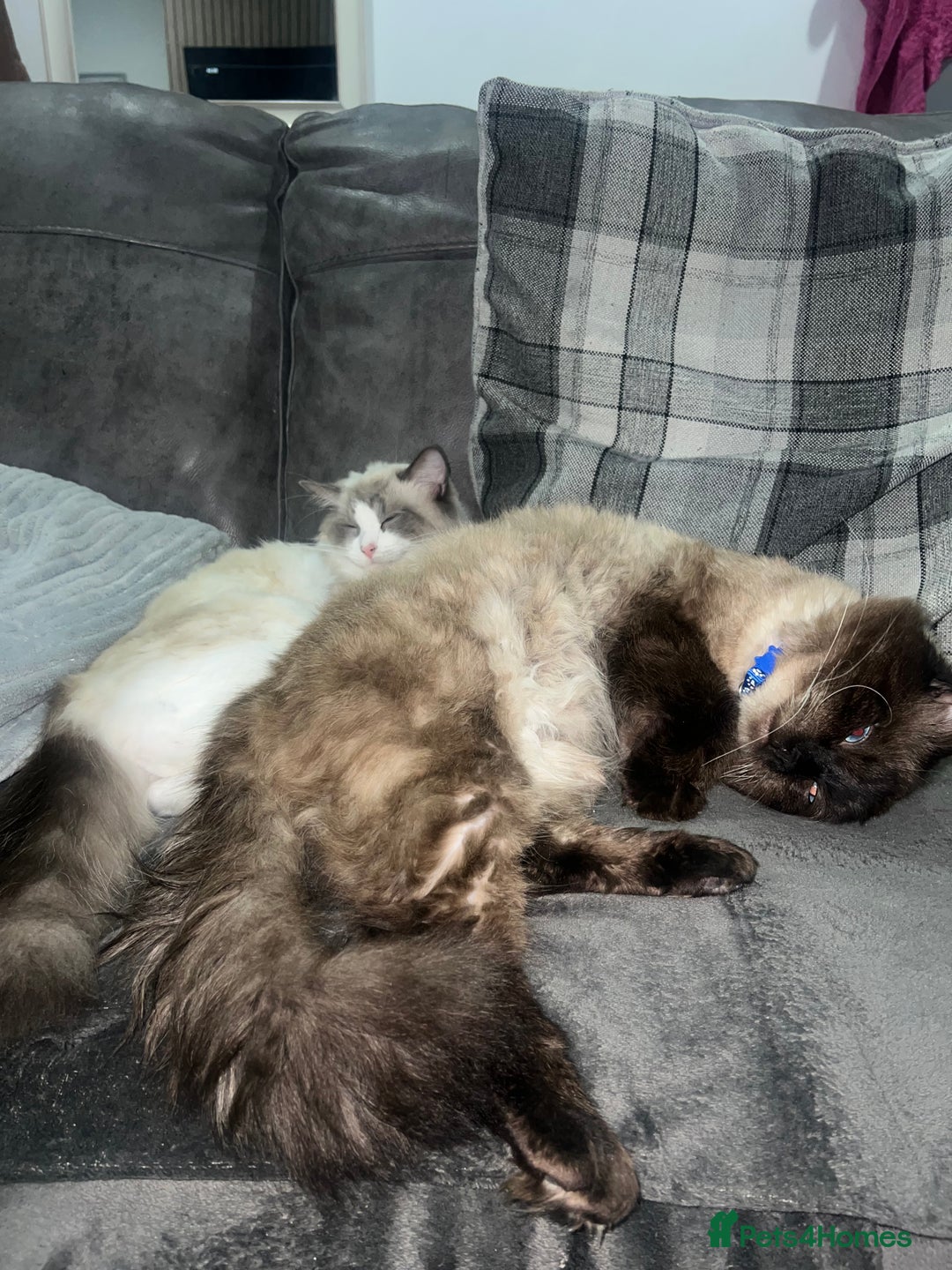 Ragdoll cats for stud: Stunning ragdoll for stud  - Image 18