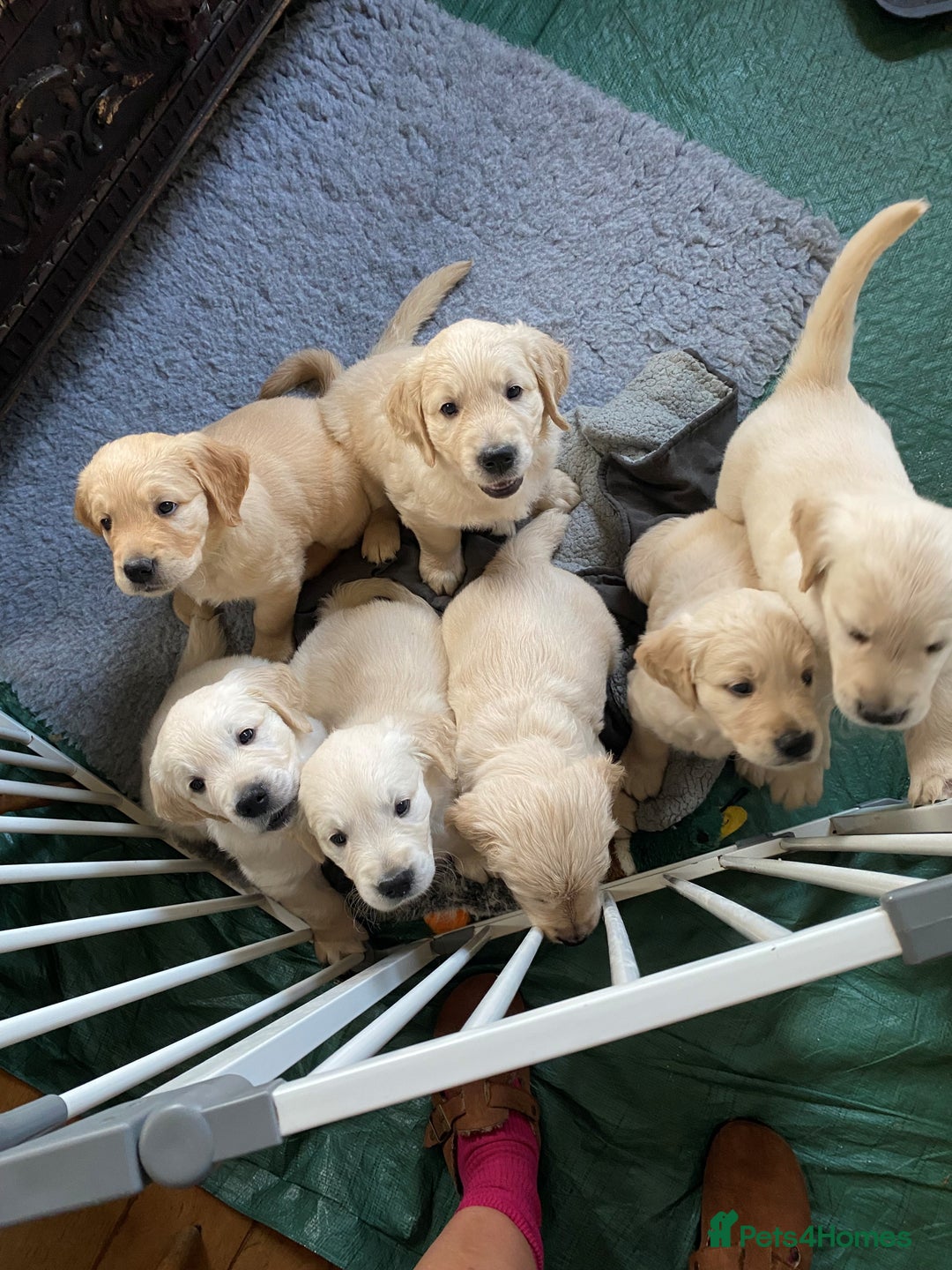 Golden Retriever dogs for sale: Adorable Golden Retriever Puppies - Image 5