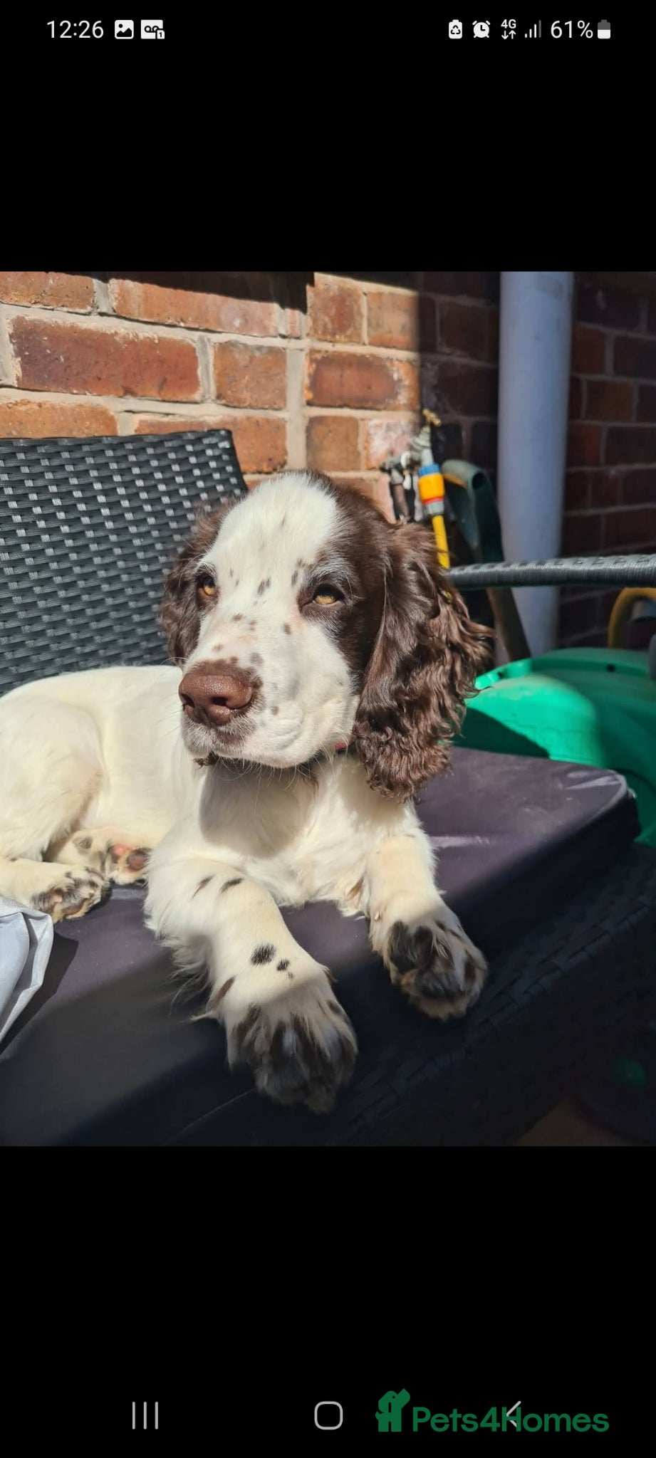 Cocker Spaniel dogs for sale: Cocker spaniel puppies due  - Advert 15
