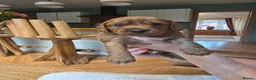 Cockapoo dogs for sale: F2 cockapoo puppies - Advert 18