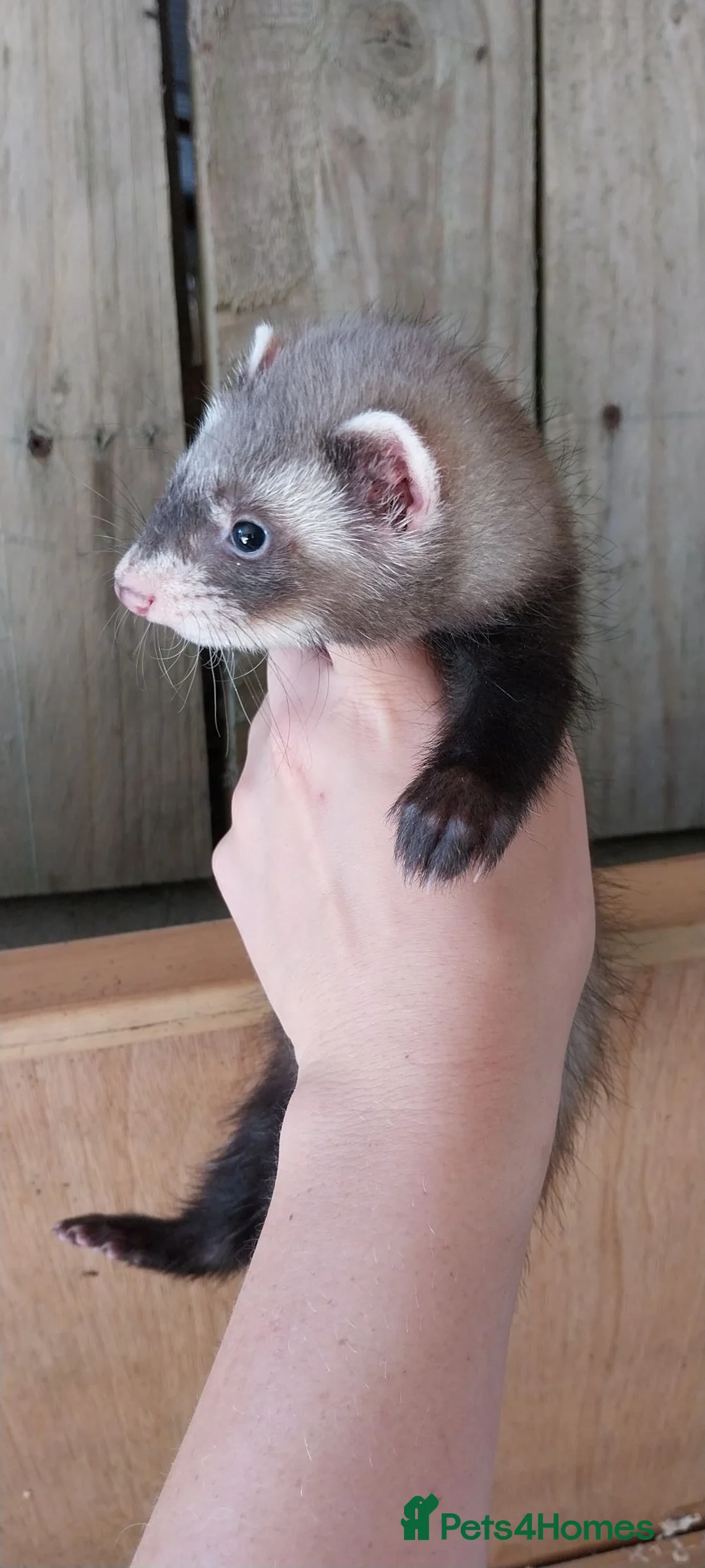 Ferret rodents for sale: Ferret hob kit - Advert 2