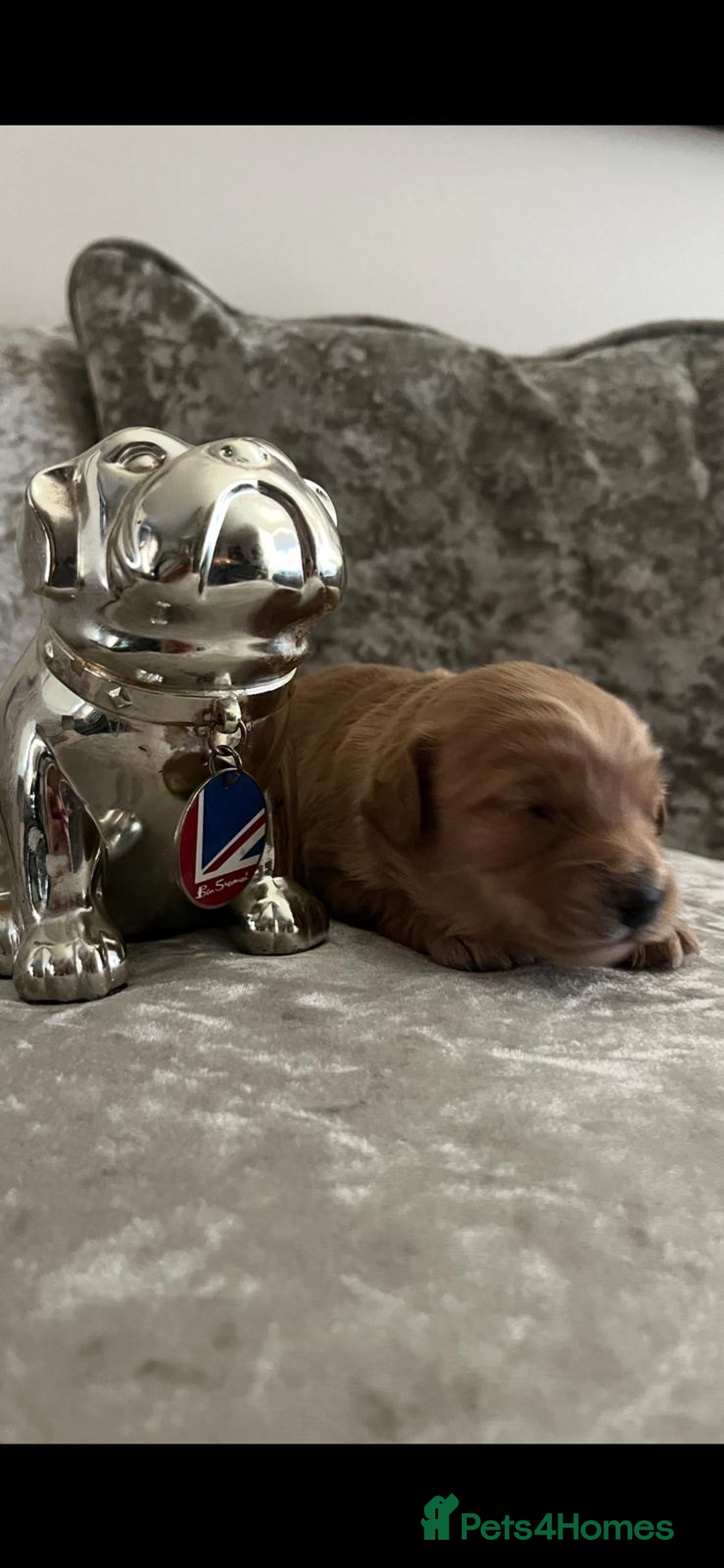 Cavapoo dogs for sale: F1 Cavapoo puppies - Advert 9