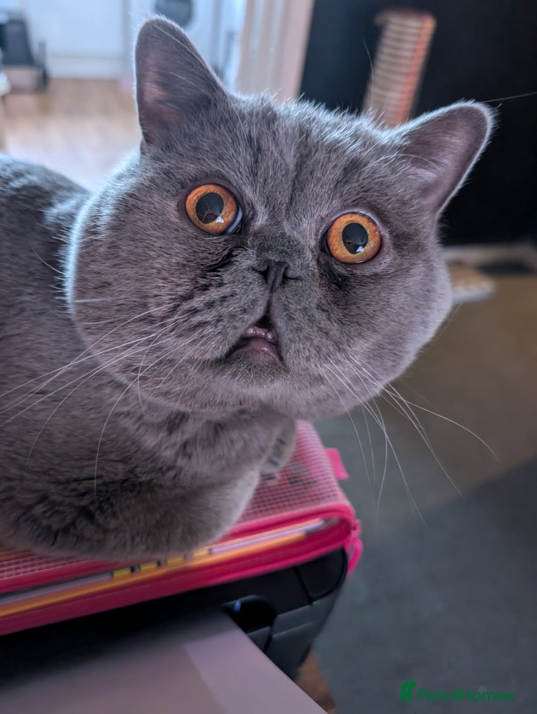 British Shorthair cats for sale: Borris - Advert 6