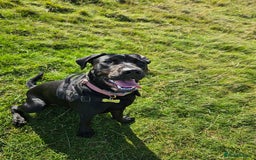 Mixed Breed dogs for sale: 9 month old black lab x staffy mix - Image 7