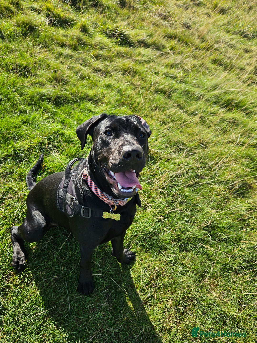 Mixed Breed dogs for sale: 9 month old black lab x staffy mix - Image 7