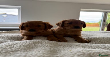 Golden Retriever dogs - Advert 1