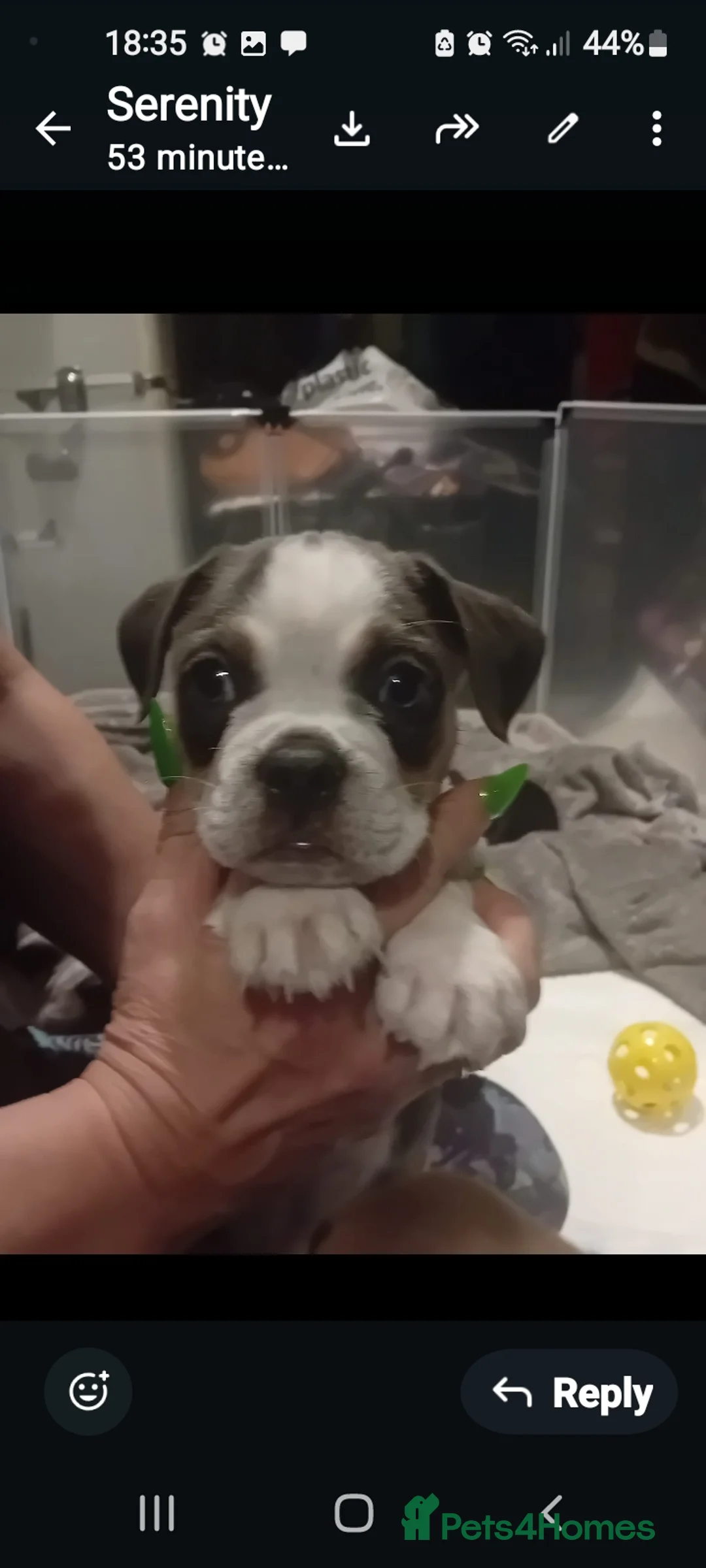 Mixed Breed dogs for sale: French bulldog x puppies  - Advert 11